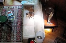 Кошки на диване в гостинной